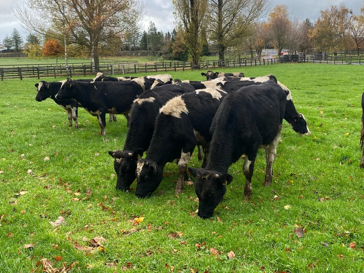 11 Autumn Born Friesian Bulls/Bullocks @ Lissava - Image 1