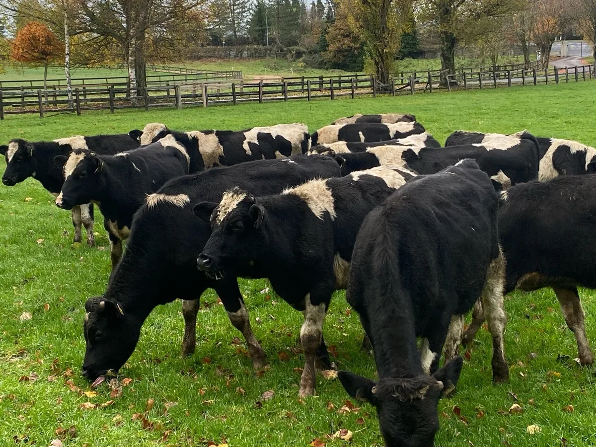 11 Autumn Born Friesian Bulls/Bullocks @ Lissava - Image 2