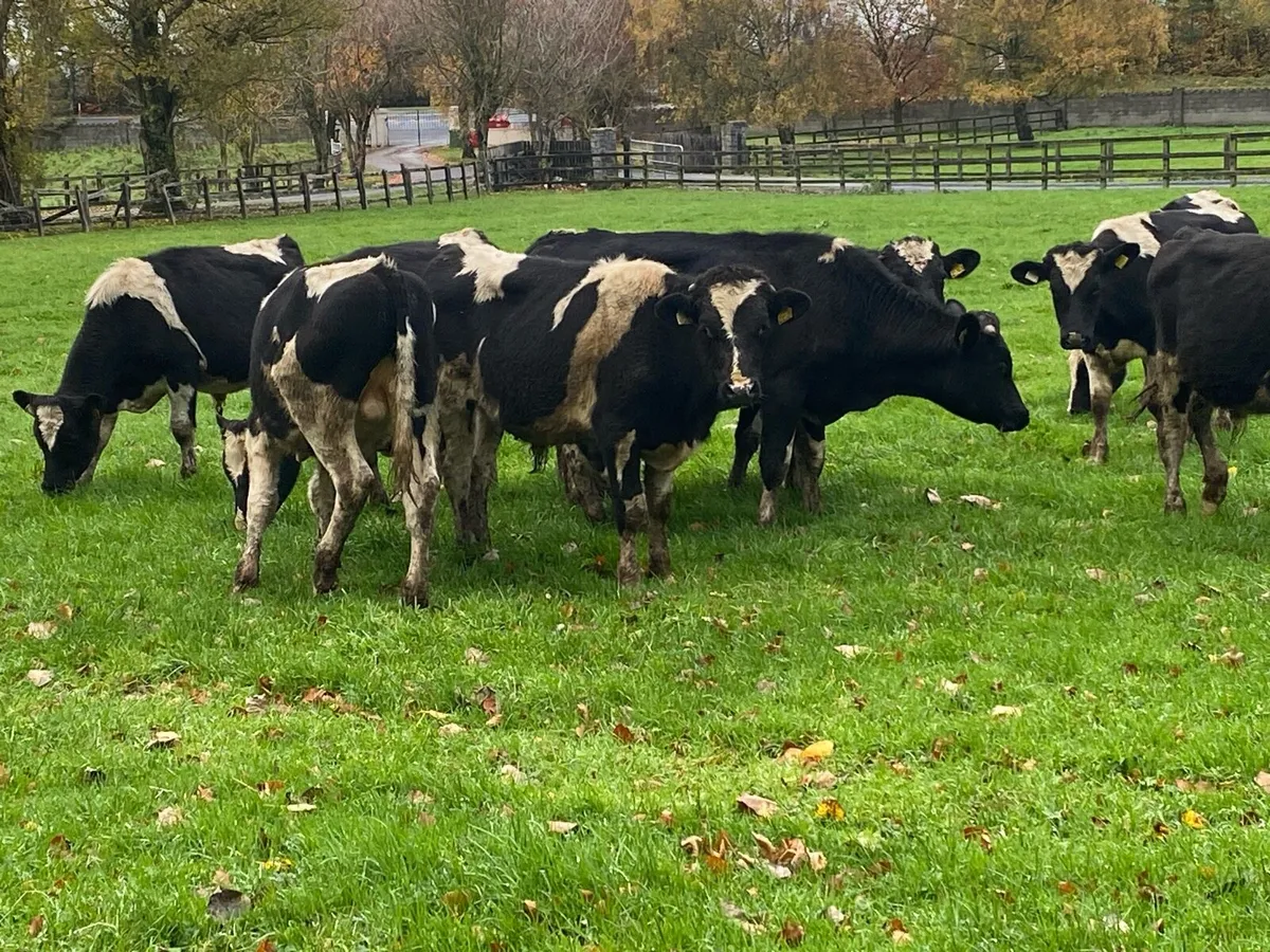 11 Autumn Born Friesian Bulls/Bullocks @ Lissava - Image 3