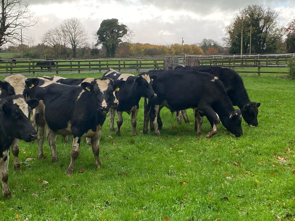 11 Autumn Born Friesian Bulls/Bullocks @ Lissava - Image 4