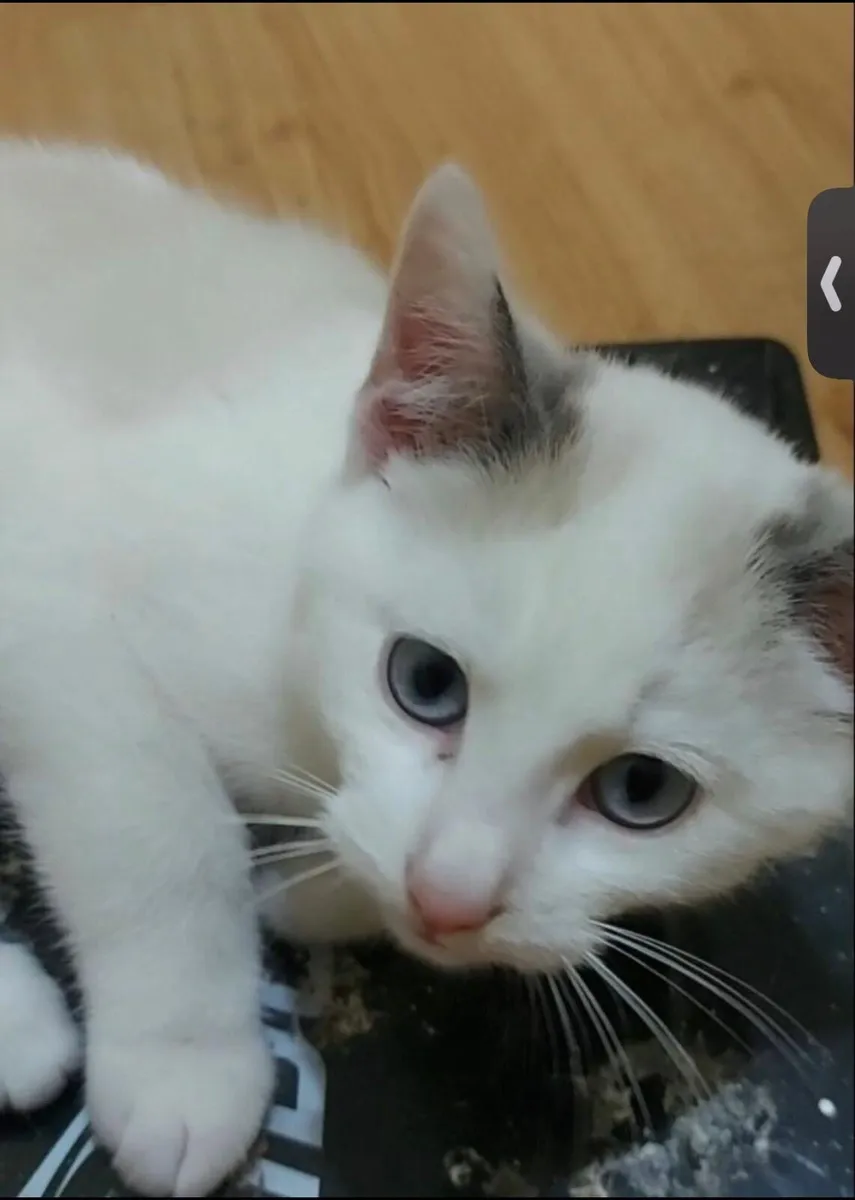 Siamese x kitten - Image 1