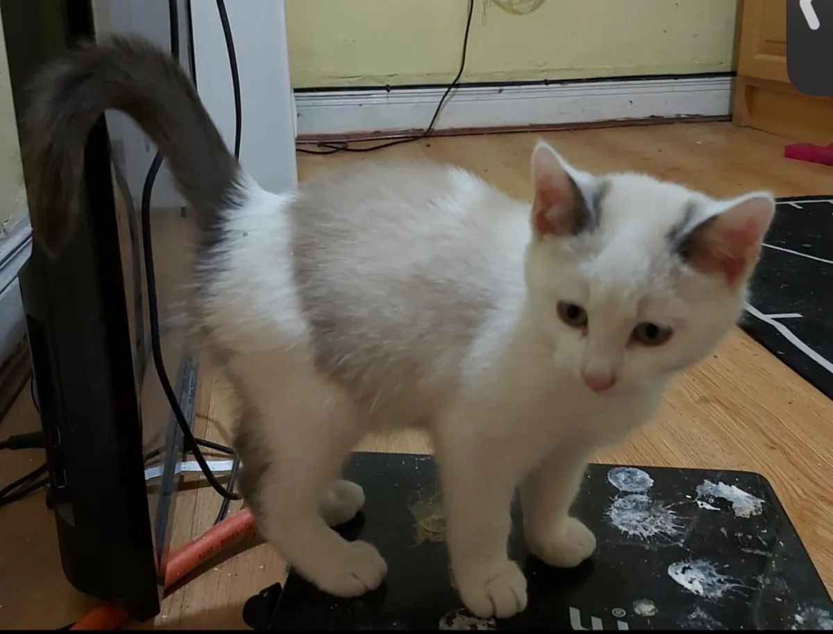 Siamese x kitten - Image 2