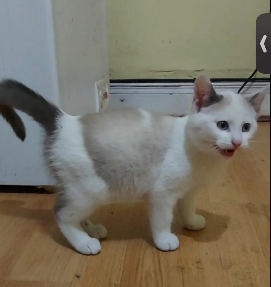 Siamese x kitten - Image 3