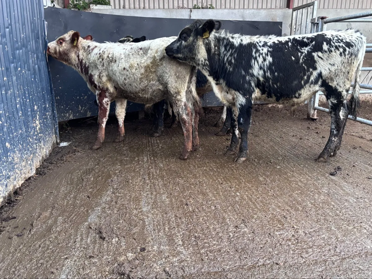4 blue bull Weanlings for sale @€995 - Image 1