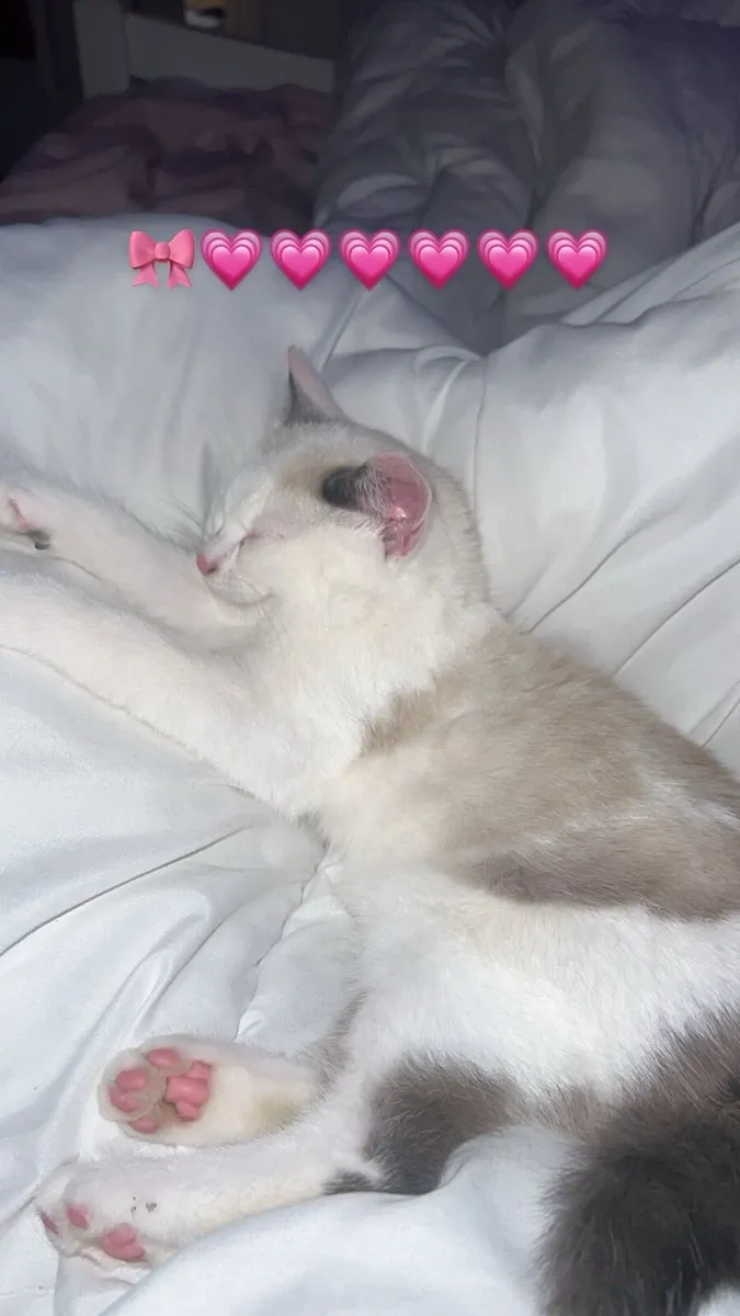 Siamese x kitten - Image 4