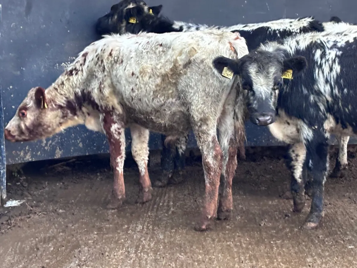 4 blue bull Weanlings for sale @€995 - Image 2