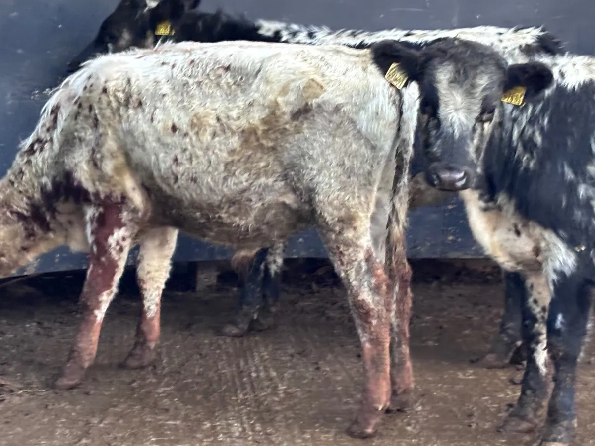 4 blue bull Weanlings for sale @€995 - Image 3