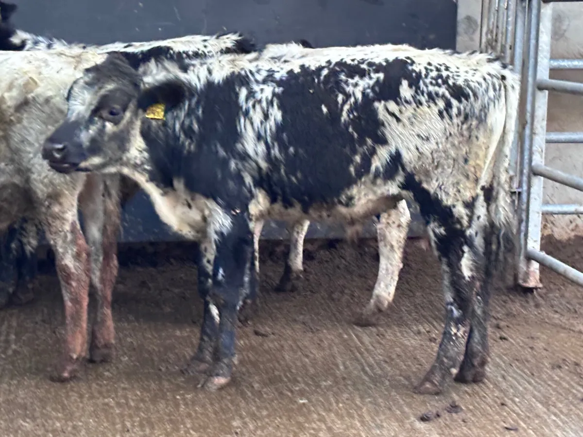 4 blue bull Weanlings for sale @€995 - Image 4