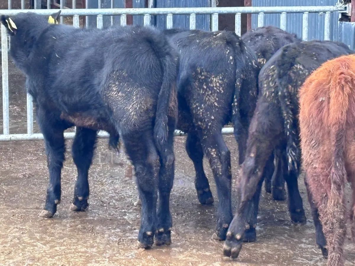 5 ABERDEEN ANGUS BULL WEANLINGS FOR SALE - Image 2