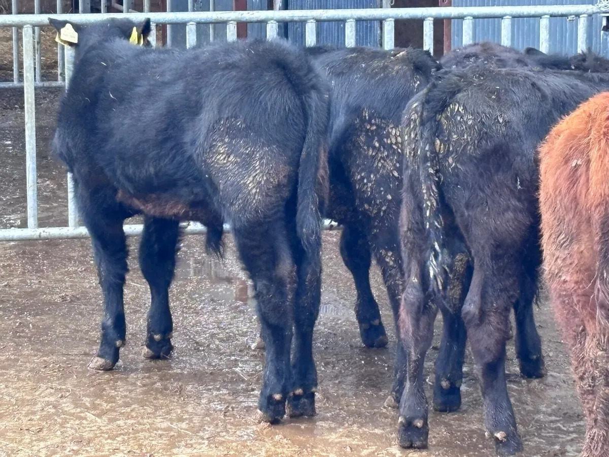 5 ABERDEEN ANGUS BULL WEANLINGS FOR SALE - Image 3