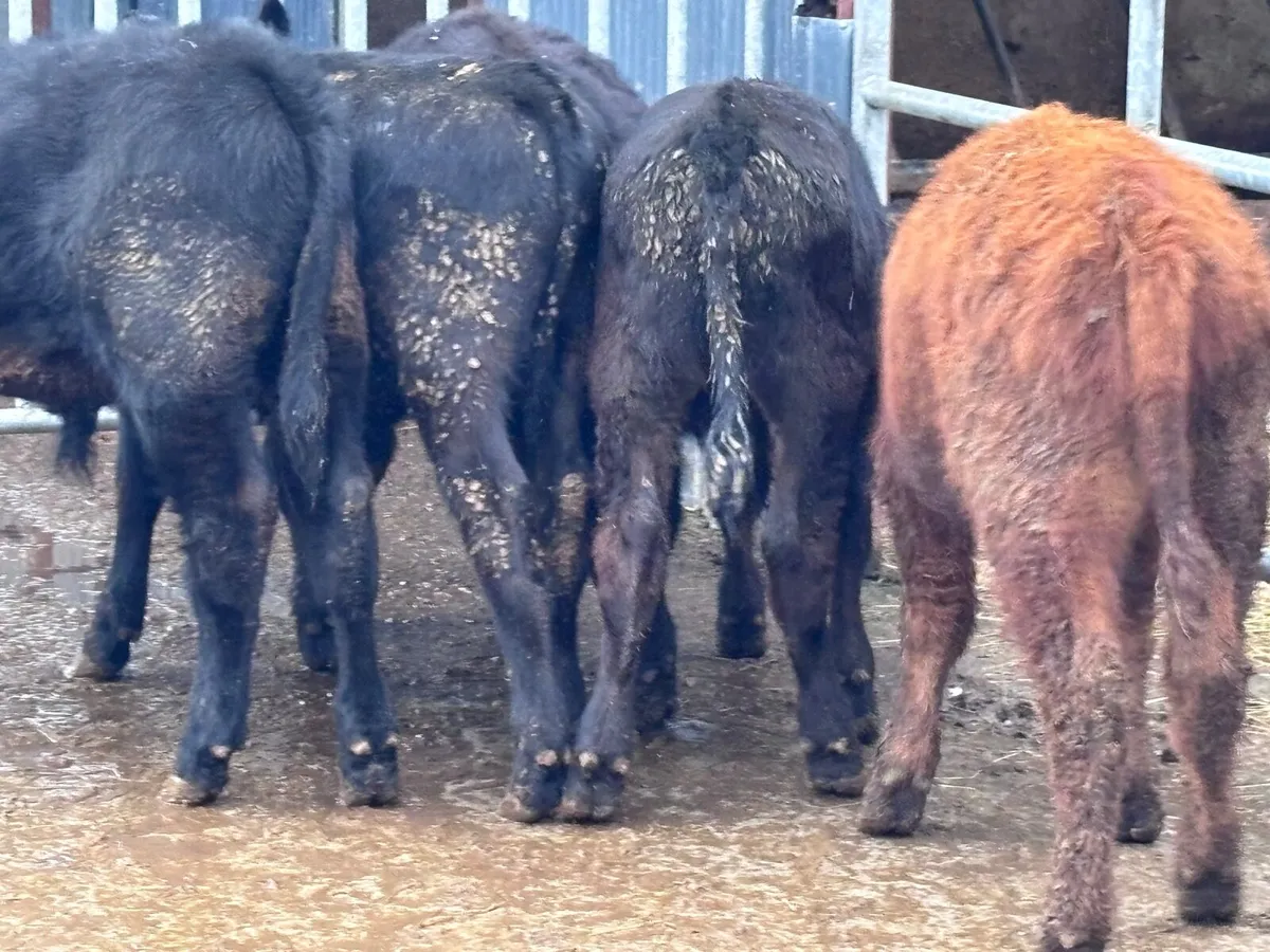 5 ABERDEEN ANGUS BULL WEANLINGS FOR SALE - Image 4