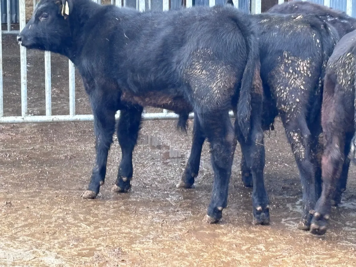 5 ABERDEEN ANGUS BULL WEANLINGS FOR SALE - Image 1