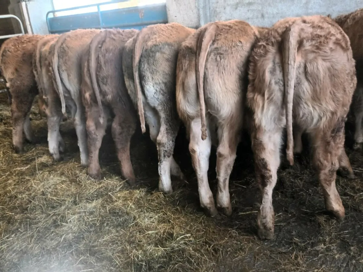 10 Top quality  U Grade red lmx  Heifer's for sale - Image 2