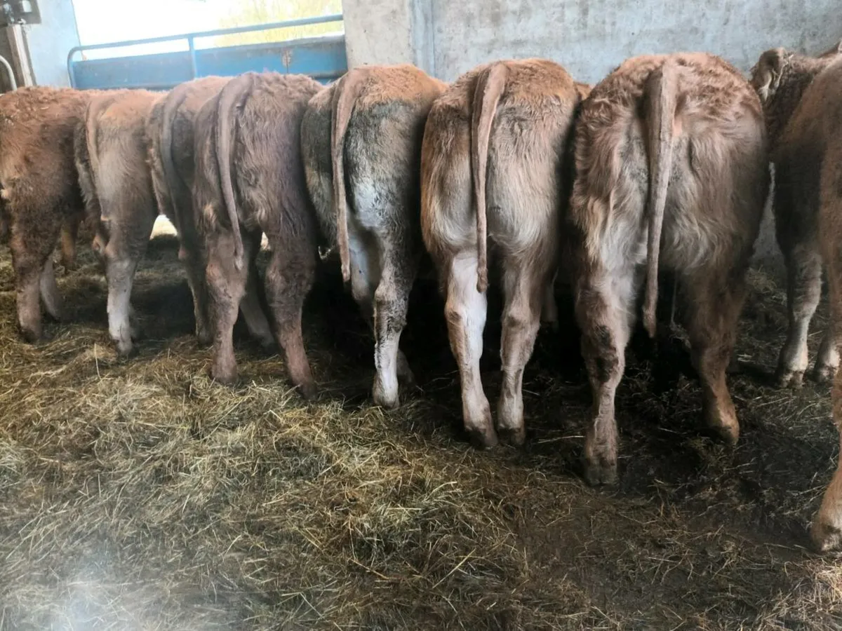 10 Top quality  U Grade red lmx  Heifer's for sale - Image 3