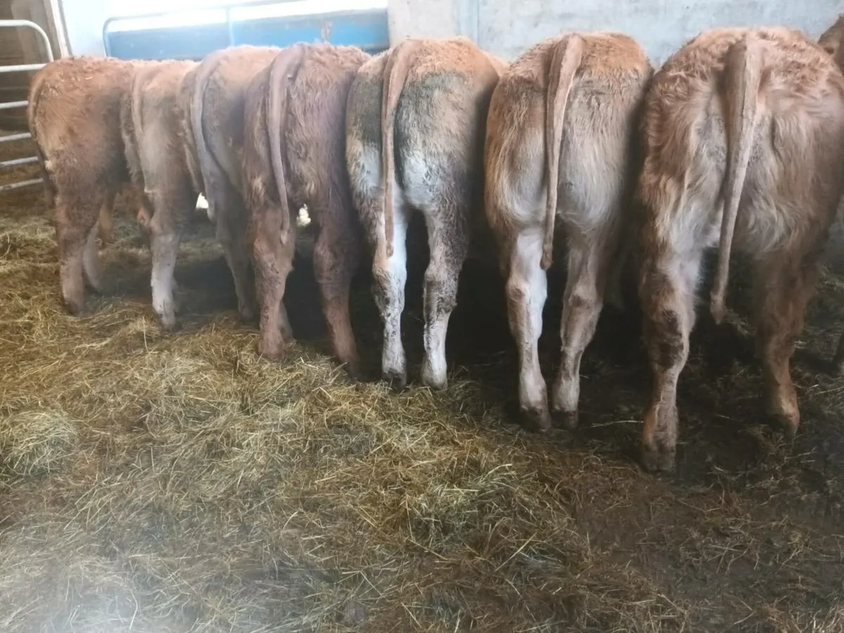 10 Top quality  U Grade red lmx  Heifer's for sale - Image 4