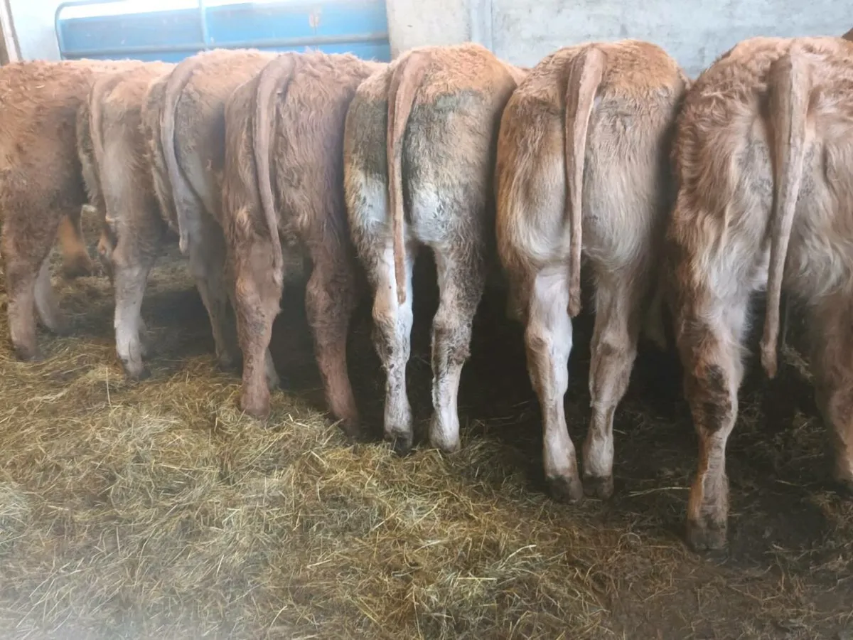10 Top quality  U Grade red lmx  Heifer's for sale - Image 1