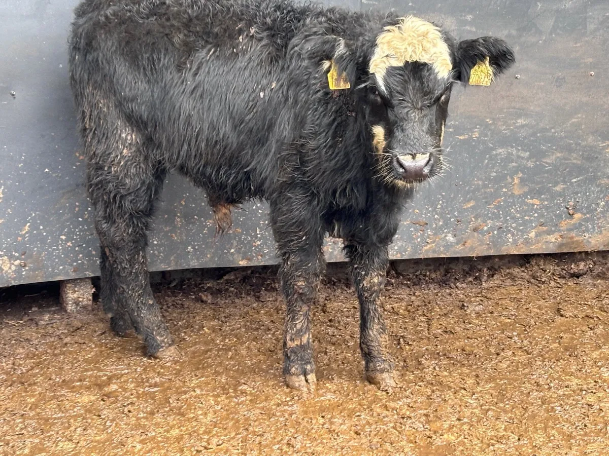 4 Belgium blue & Hereford bull Weanlings for sale - Image 1