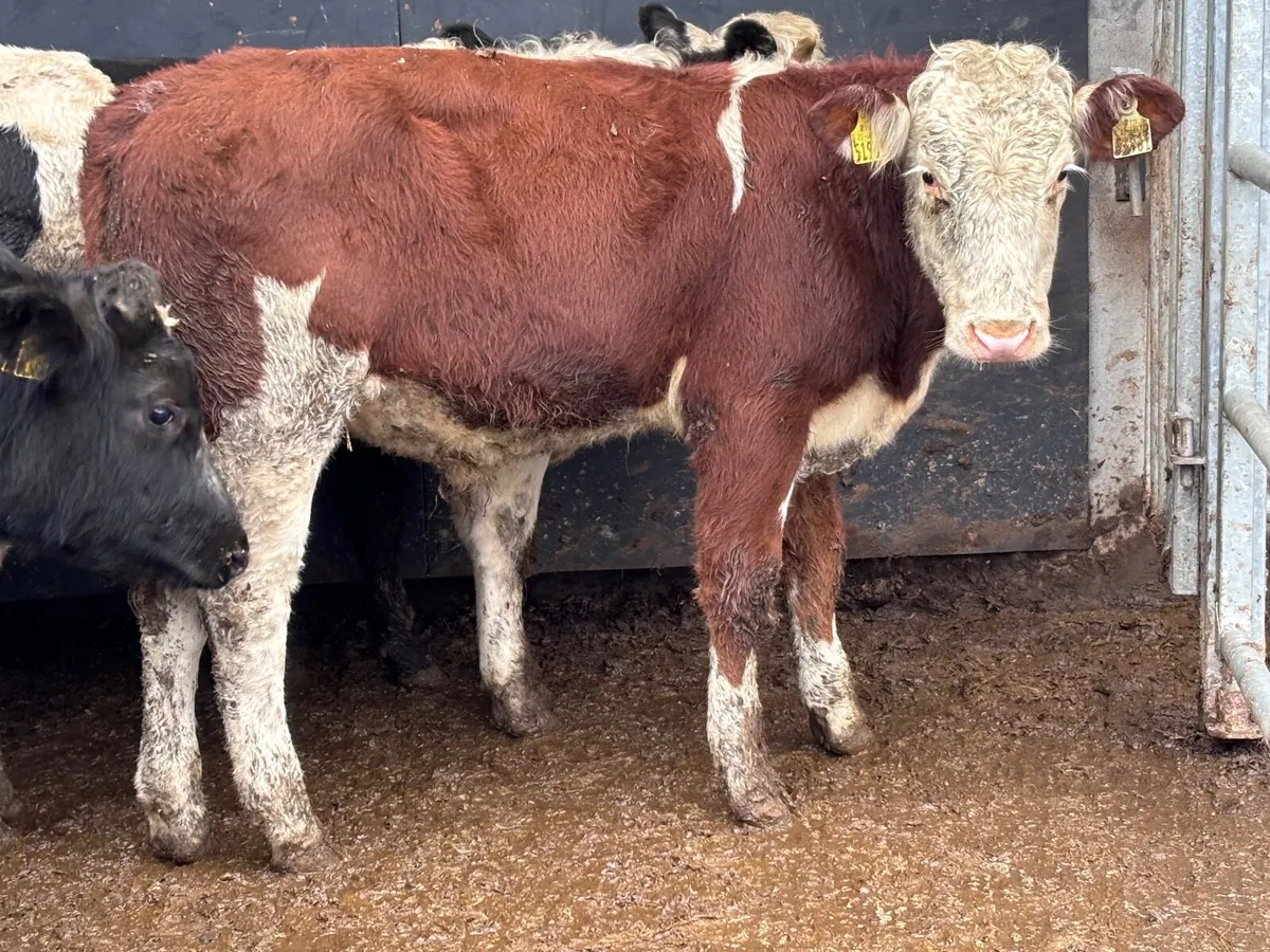 4 Belgium blue & Hereford bull Weanlings for sale - Image 2
