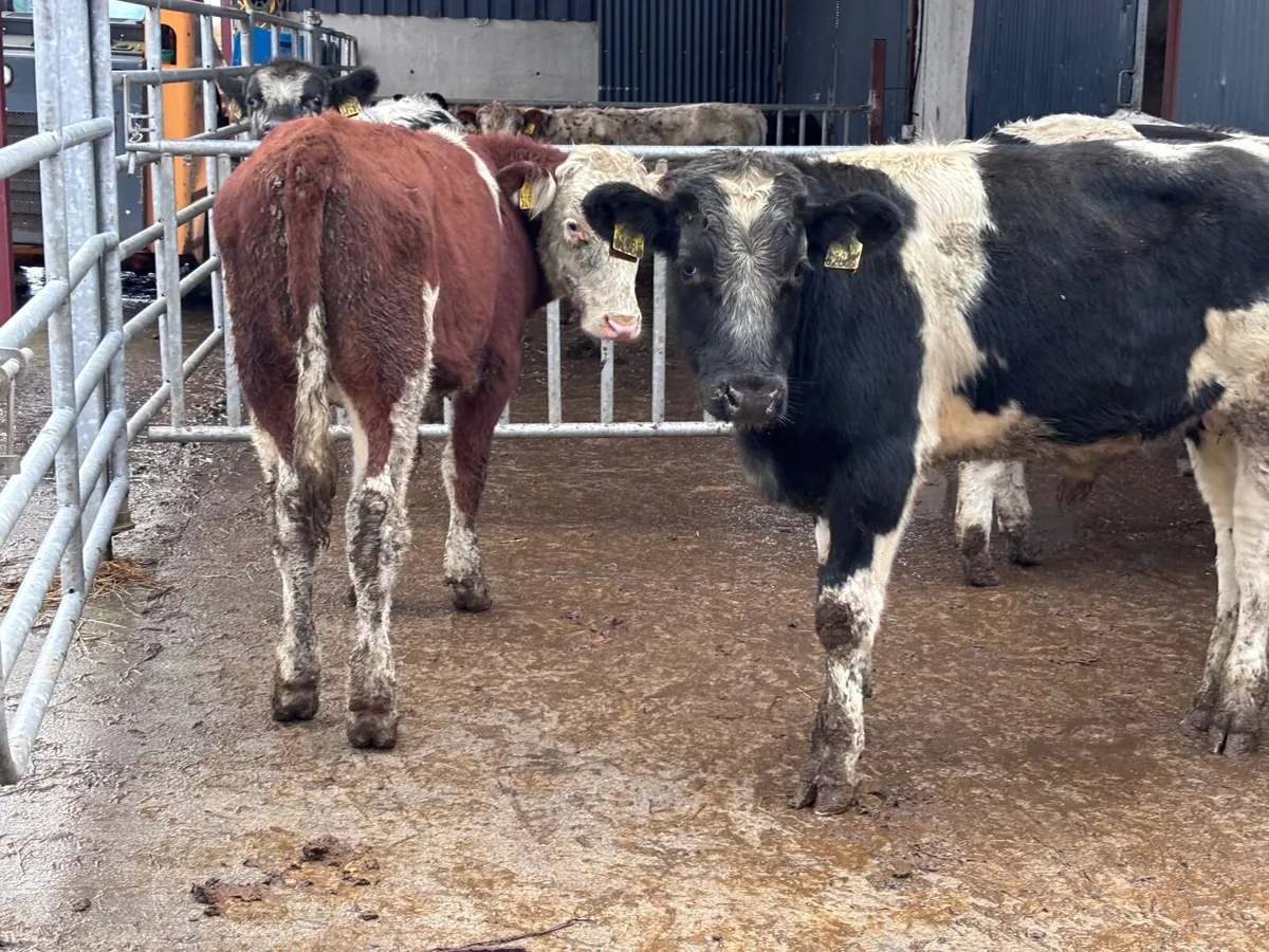 4 Belgium blue & Hereford bull Weanlings for sale - Image 3