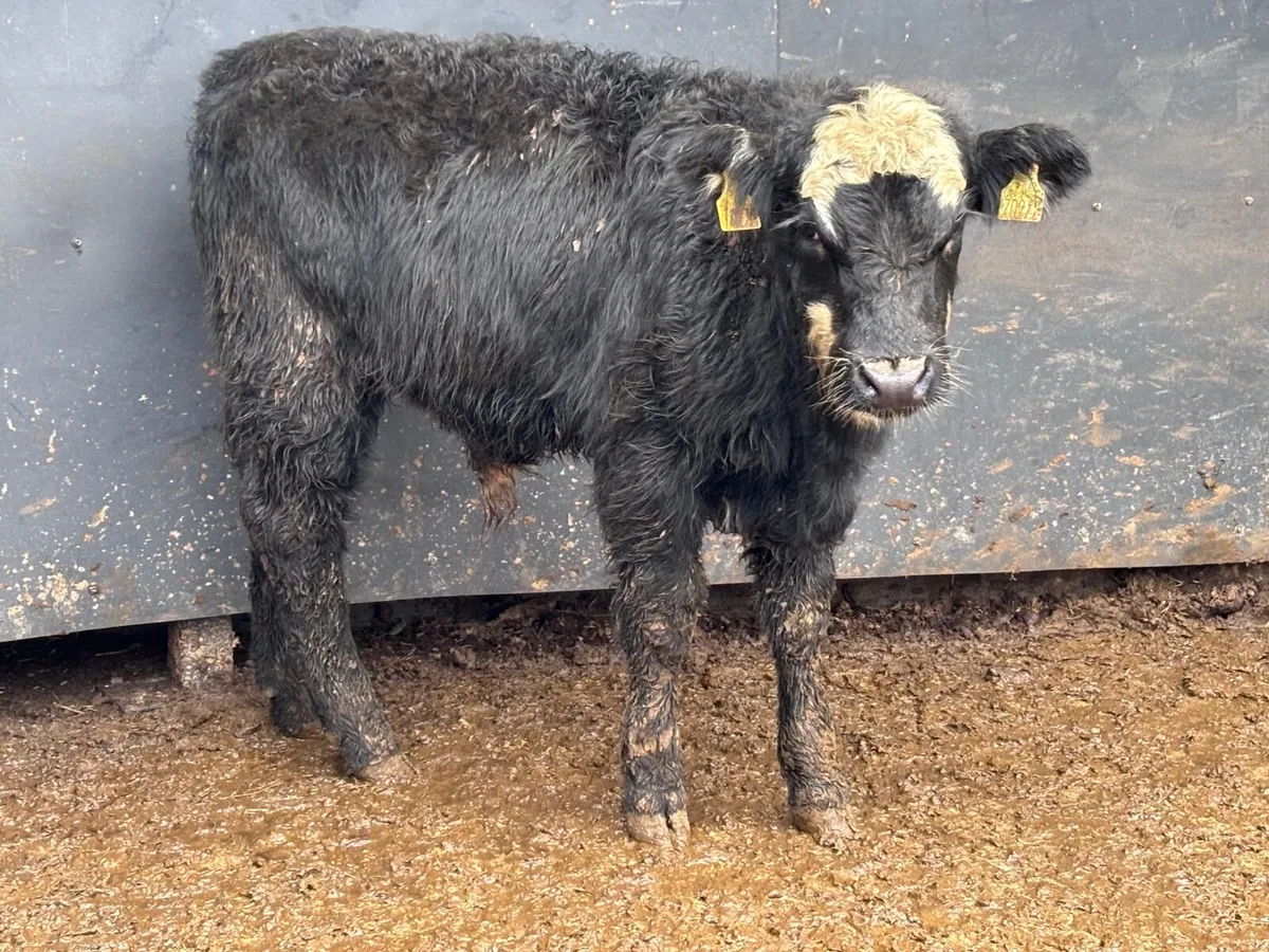 4 Belgium blue & Hereford bull Weanlings for sale - Image 4
