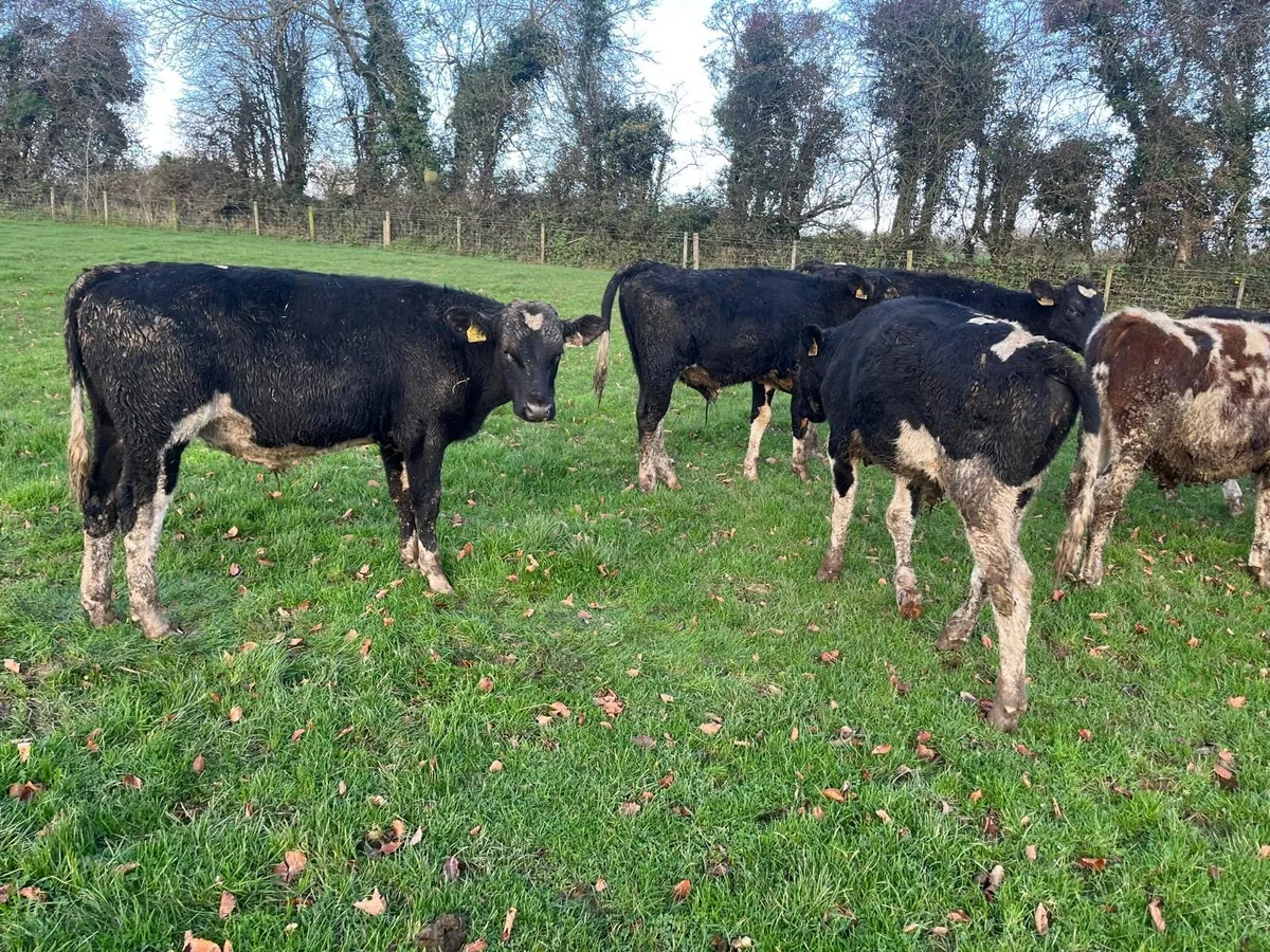 9 British Frisian  bull  weanlings - Image 1