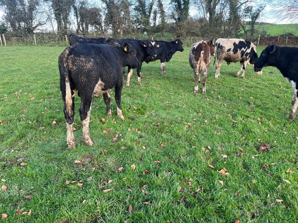 9 British Frisian  bull  weanlings - Image 2