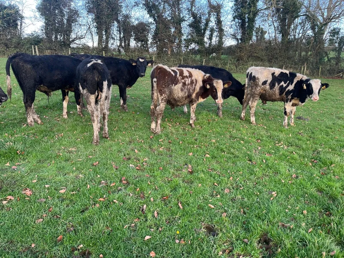 9 British Frisian  bull  weanlings - Image 3