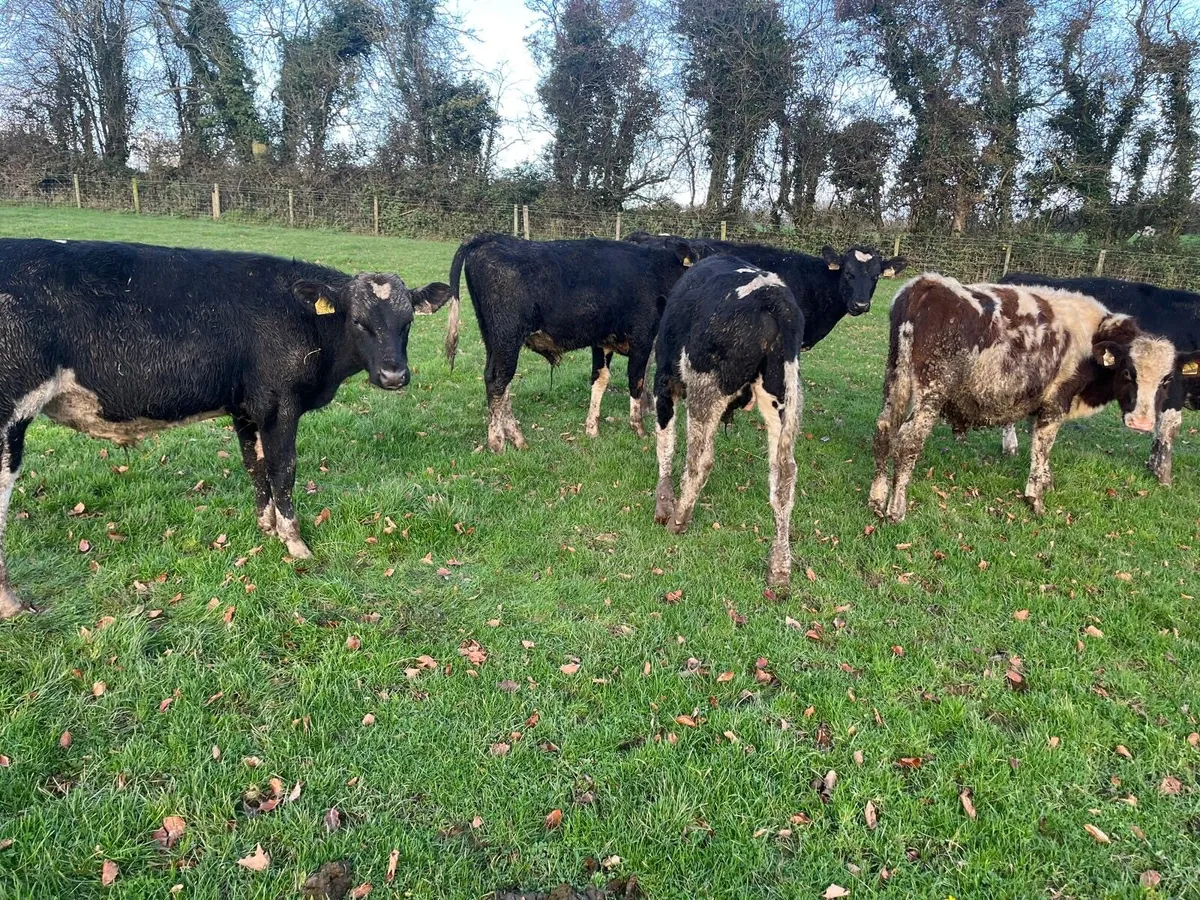 9 British Frisian  bull  weanlings - Image 4