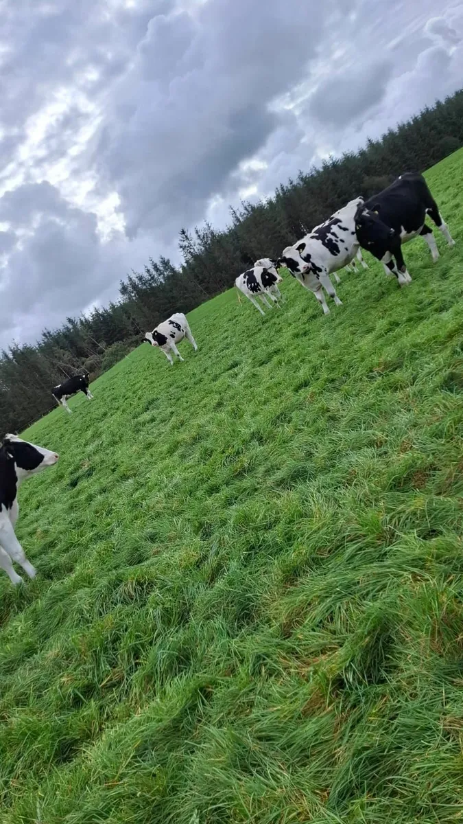 Incalf Hiefers - Image 1