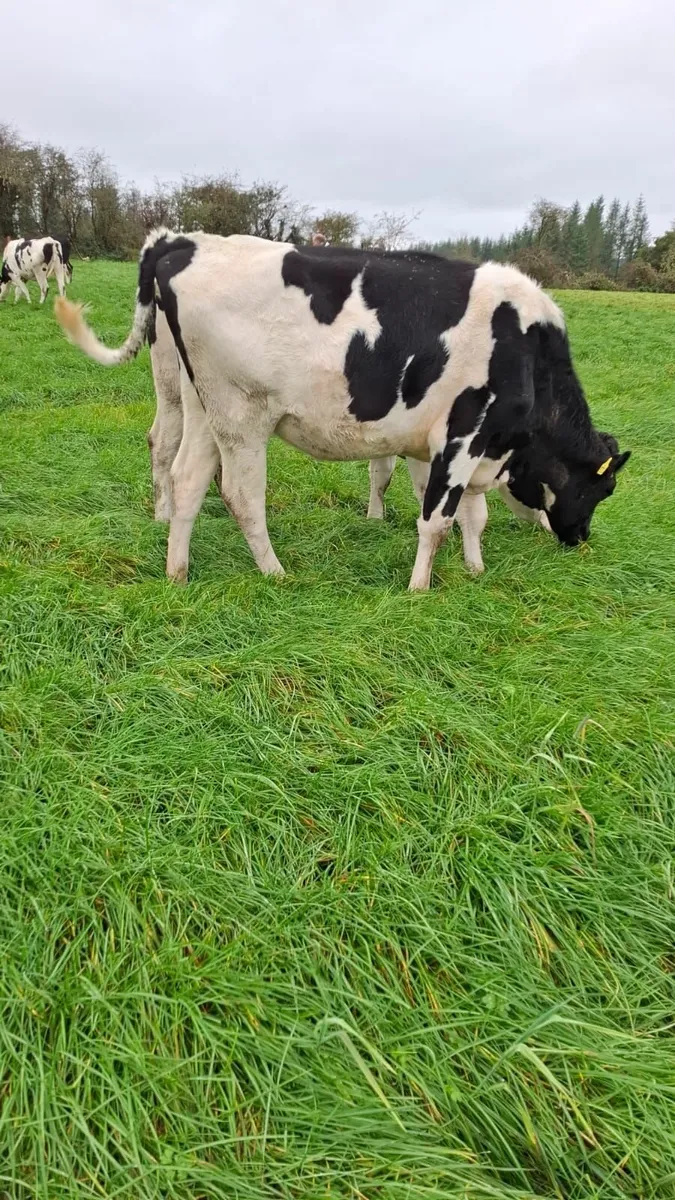 Incalf Hiefers - Image 3