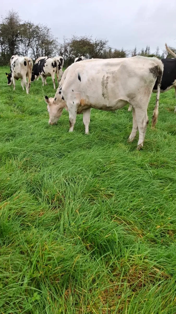 Incalf Hiefers - Image 4