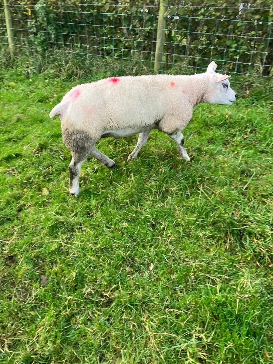 PBR texel ram - Image 1