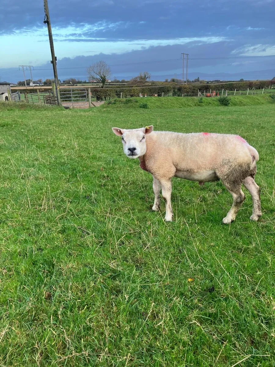 PBR texel ram - Image 2