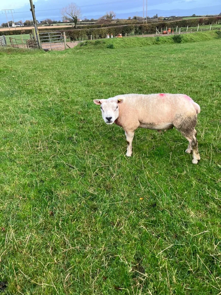 PBR texel ram - Image 3