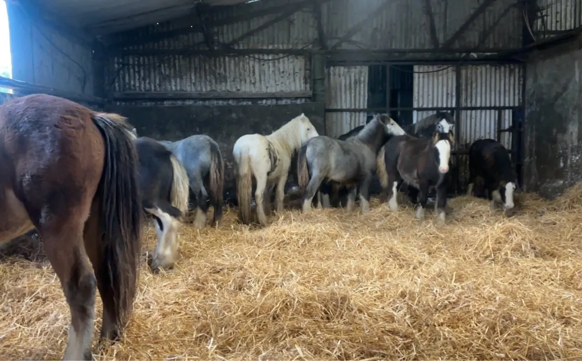 10 cob colts - Image 1