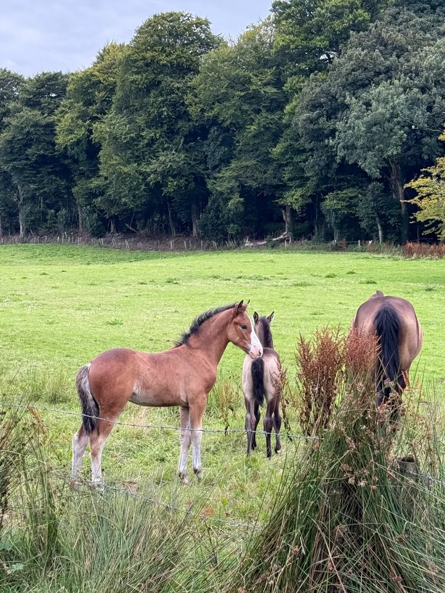 Connemara Colt Foal - Image 3