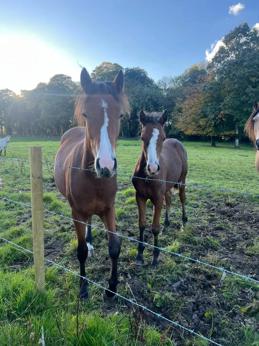 Connemara Colt Foal - Image 4