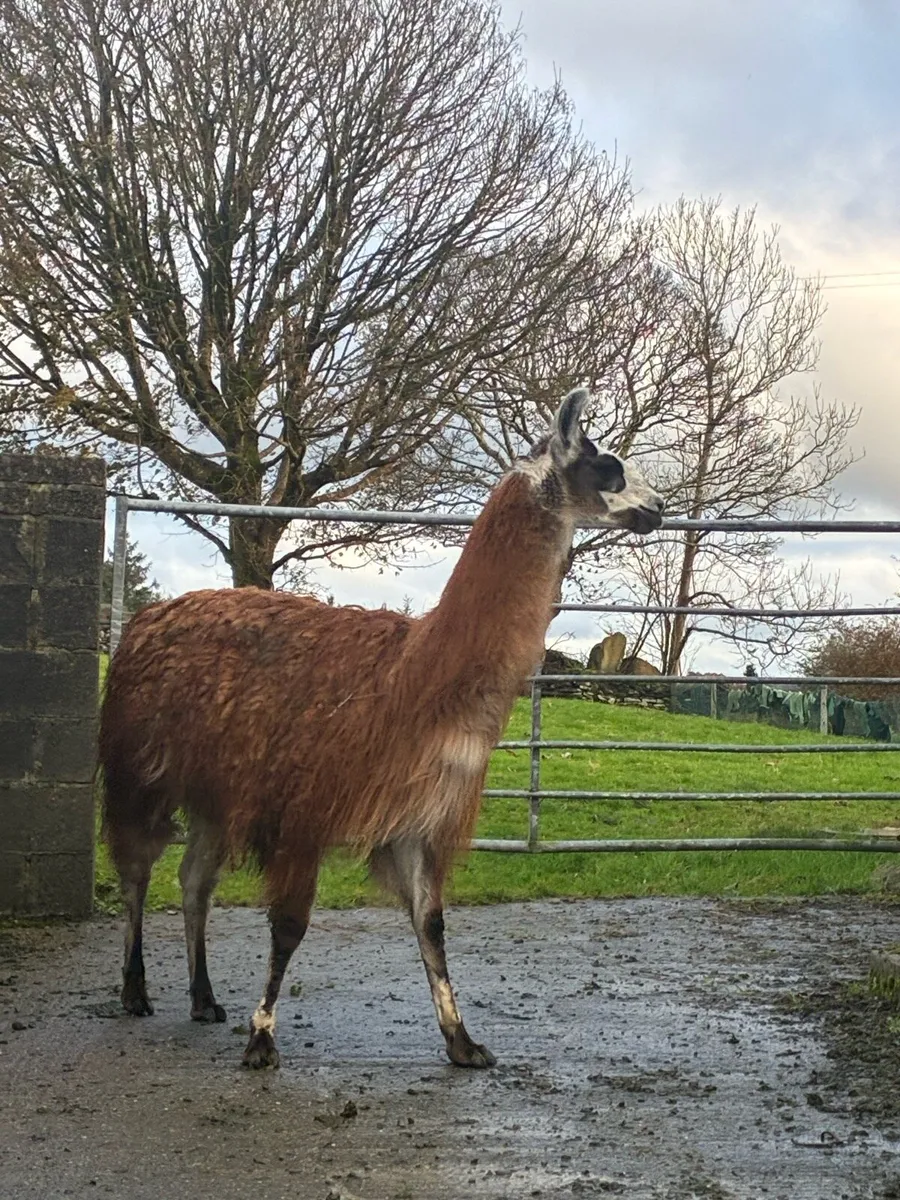 Llama - Image 2