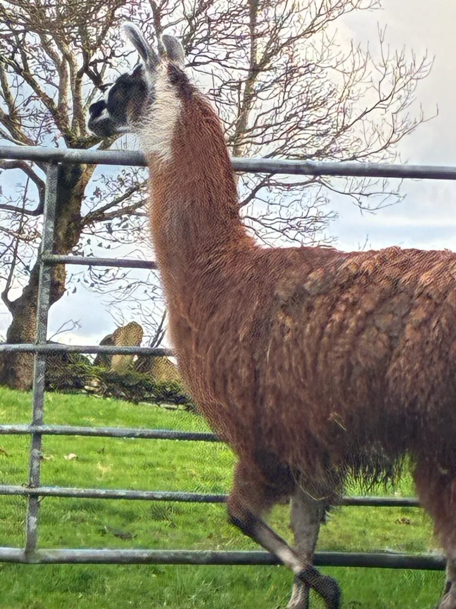 Llama - Image 3