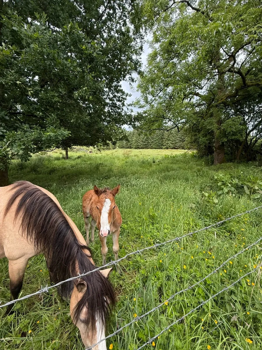 Connemara Colt Foal - Image 2
