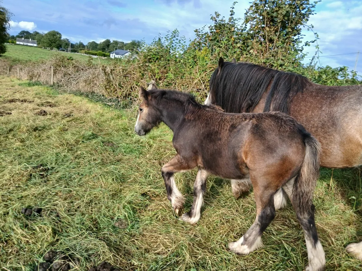 Foal - Image 4