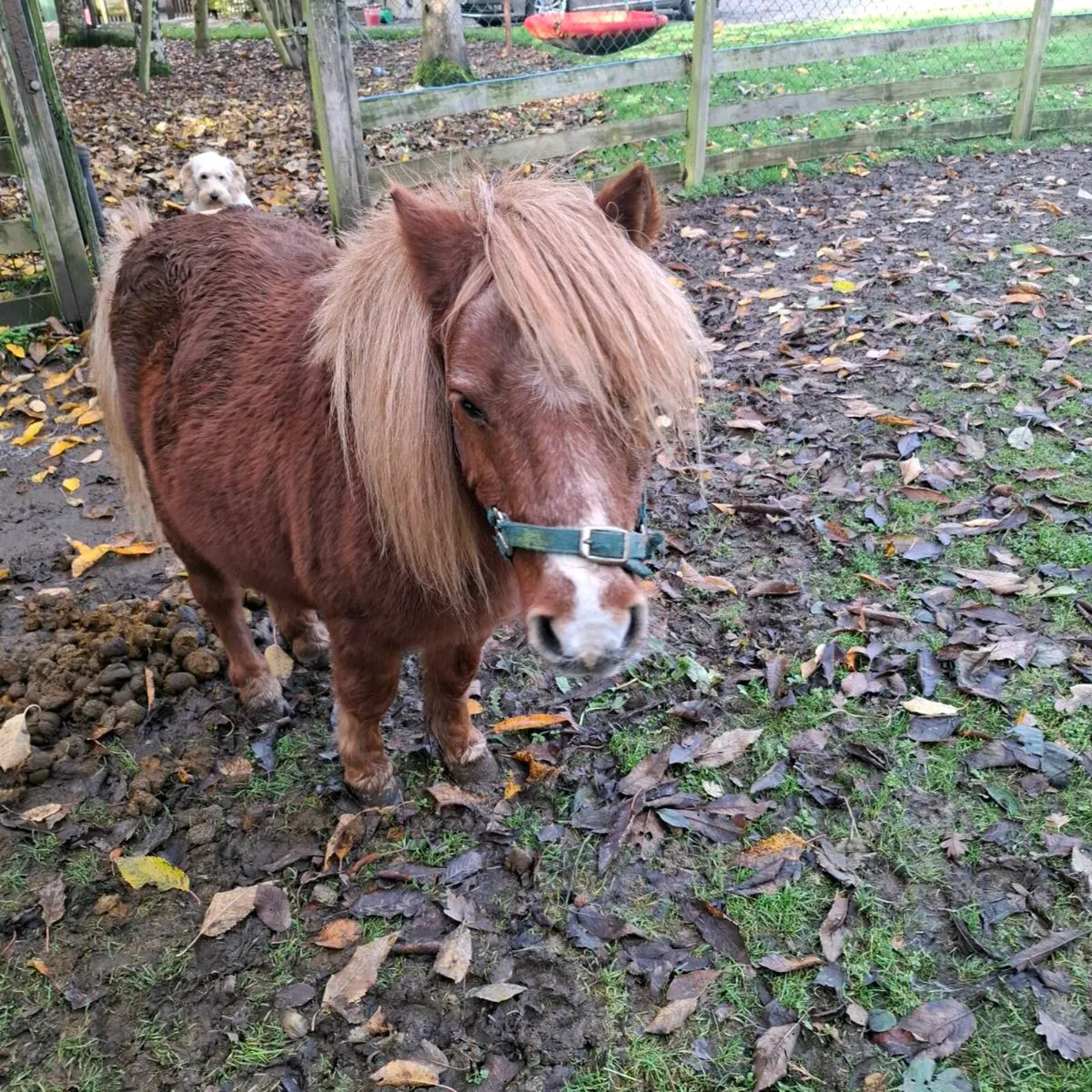 Shetland pony - Image 1
