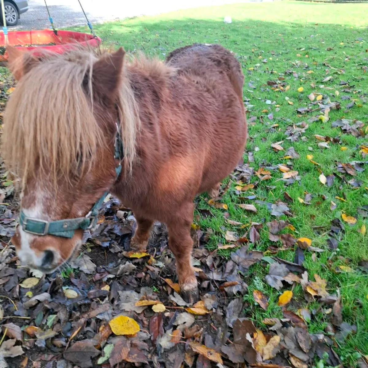 Shetland pony - Image 2