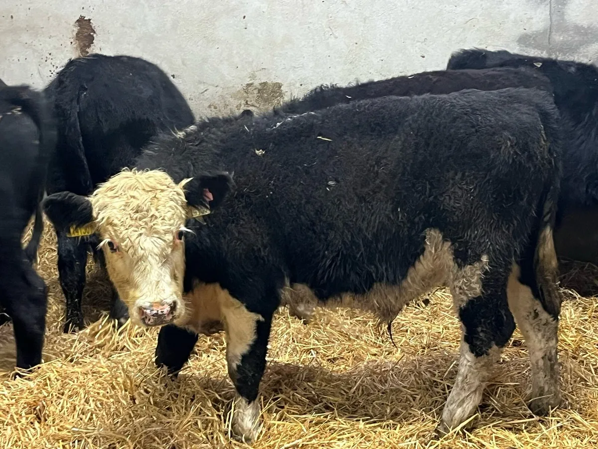 Smashing AA & HE Bull Weanlings - Image 1