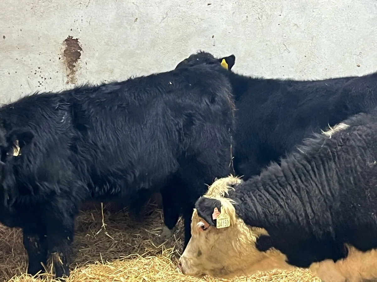 Smashing AA & HE Bull Weanlings - Image 3