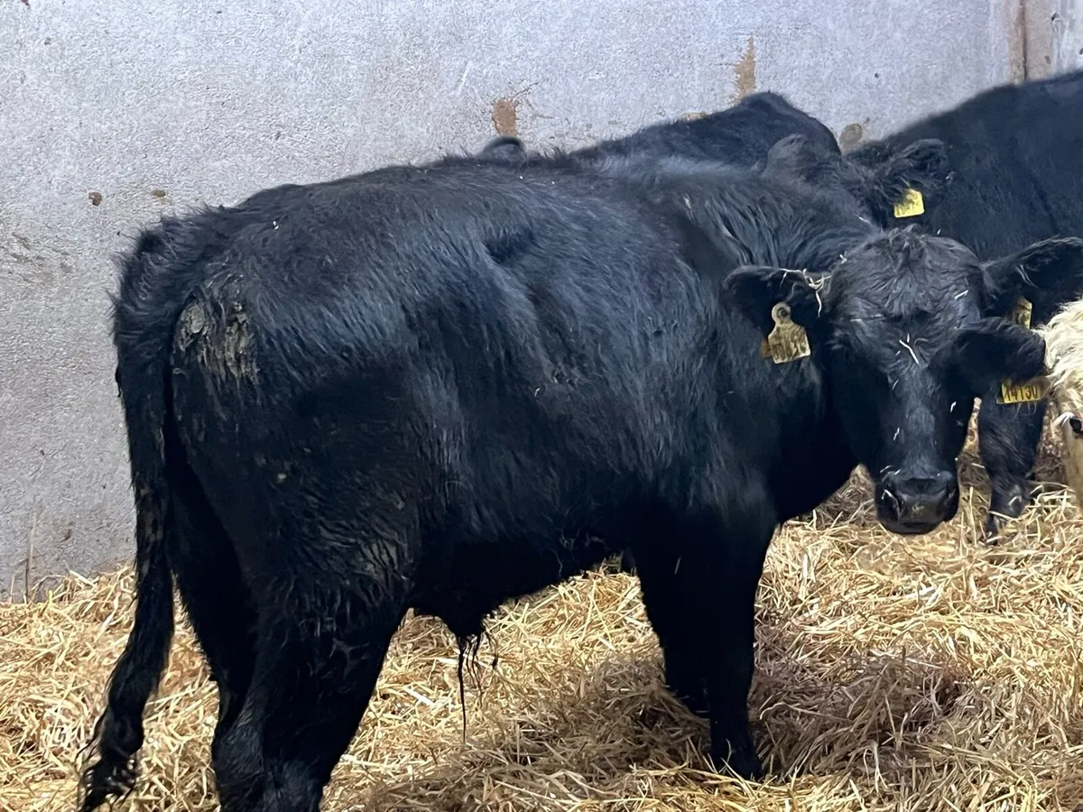 Smashing AA & HE Bull Weanlings - Image 4
