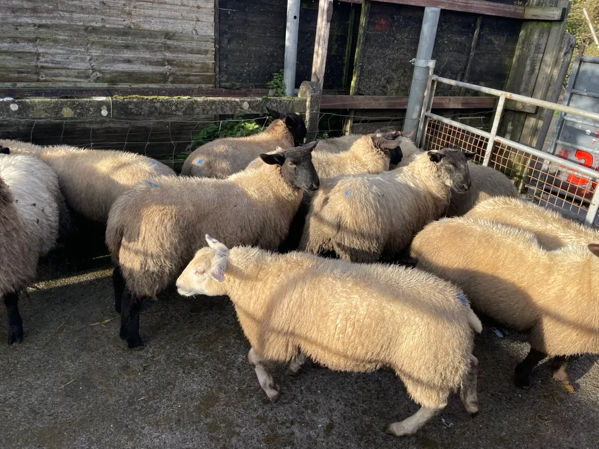 Ewe lambs for sale - Image 1