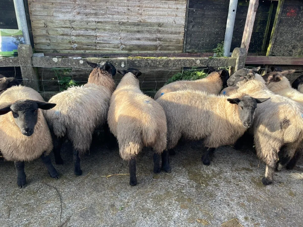 Ewe lambs for sale - Image 2
