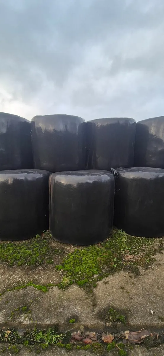 Silage bales - Image 1
