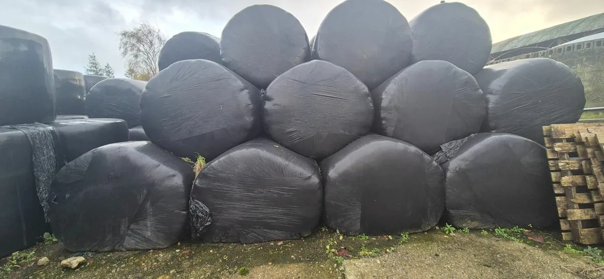 Silage bales - Image 2
